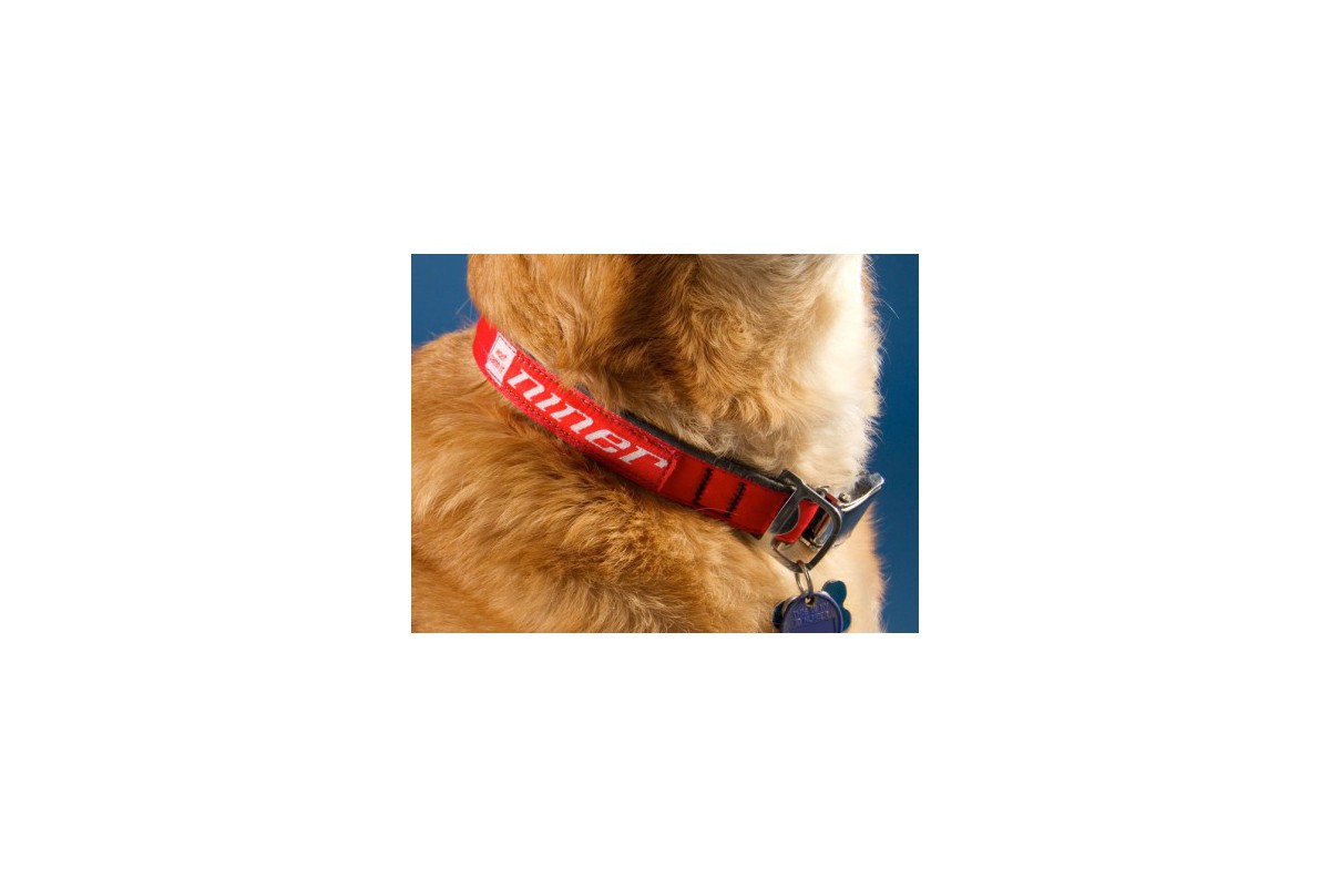 NINER Dog Collar, Medium, 12" - 21"